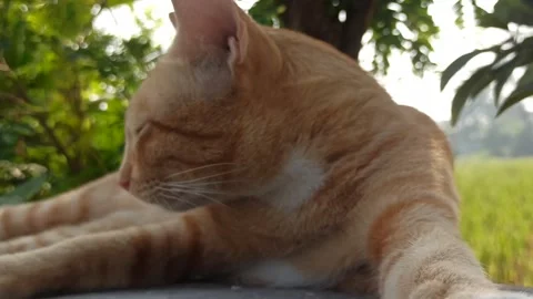 Cute cat Video stock 255085439
