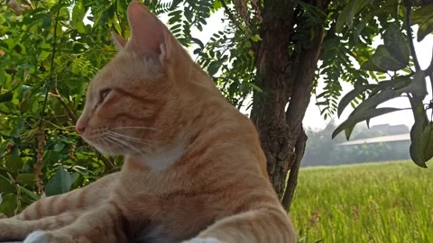 Cute cat Video stock 255085448