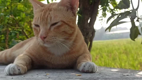 Cute cat Stock-Footage 255085472