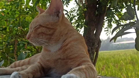 Cute cat Video stock 255085473