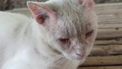 Cute cat Video stock 255090688