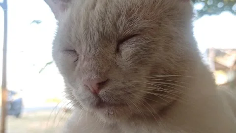 Cute cat Video stock 255090724