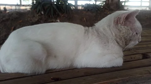 Cute cat Stock Footage 255090725
