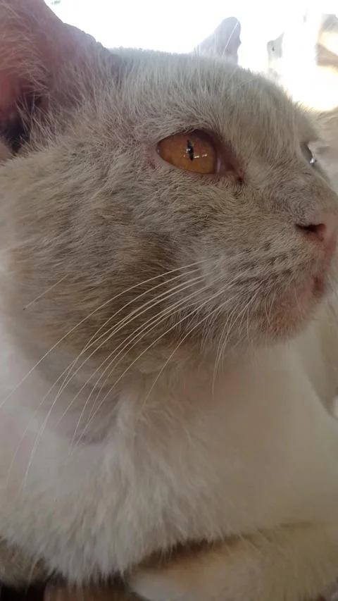 Cute cat Stock Footage 255090735