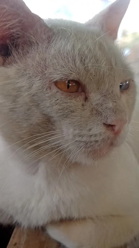 Cute cat Stock-Footage 255090748