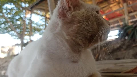 Cute cat Stock Footage 255090762