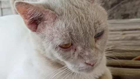 Cute cat Stock Footage 255090779