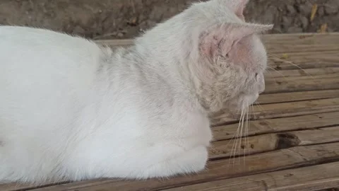 Cute cat Video stock 255090807