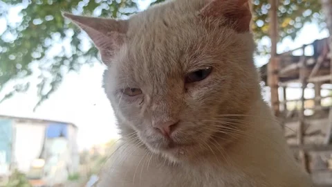 Cute cat Video stock 255090808