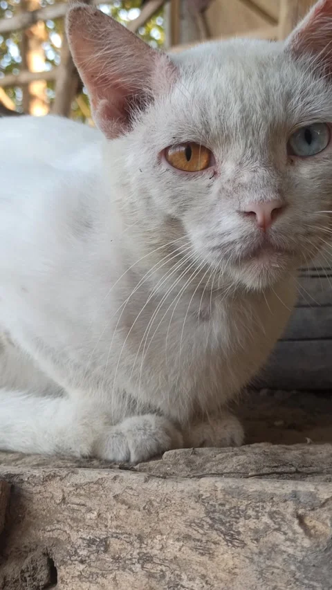 Cute cat Stock-Footage 255090842