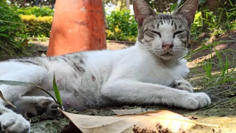Cute cat Stock Footage 255167630