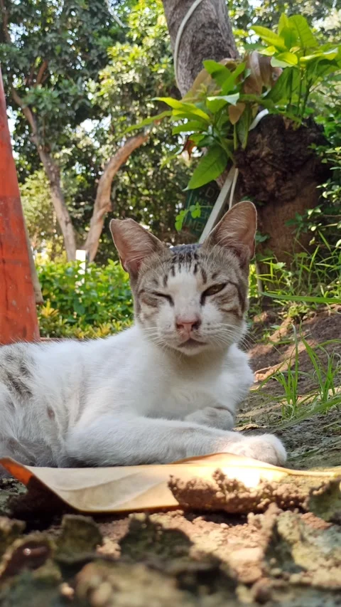 Cute cat Video stock 255167631