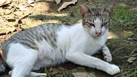 Cute cat Video stock 255167685