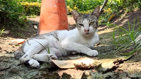 Cute cat Stock Footage 255167780