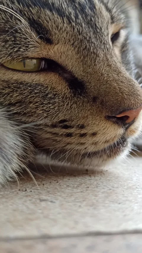 Cute cat Video stock 255169069