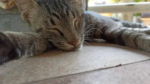 Cute cat Video stock 255169088