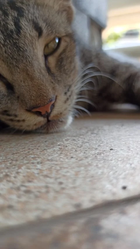 Cute cat Video stock 255169099