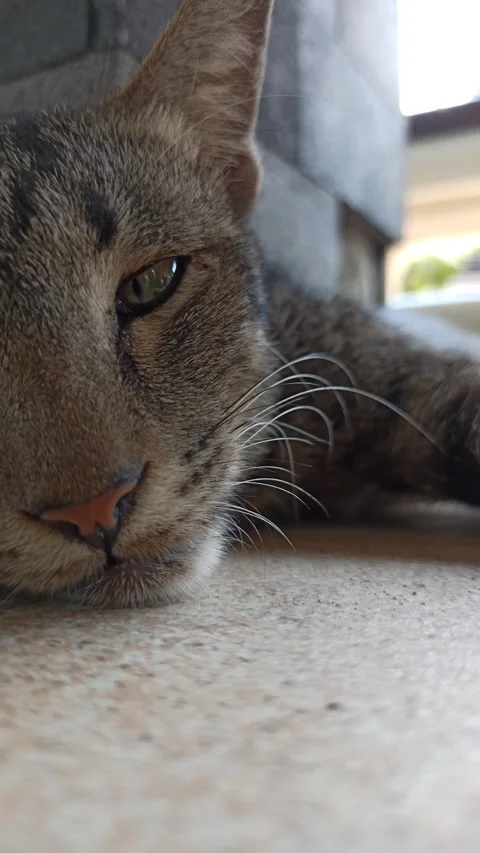 Cute cat Stock-Footage 255169103