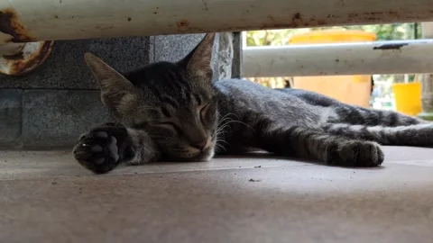 Cute cat Video stock 255169132