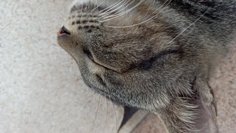 Cute cat Stock Footage 255169206