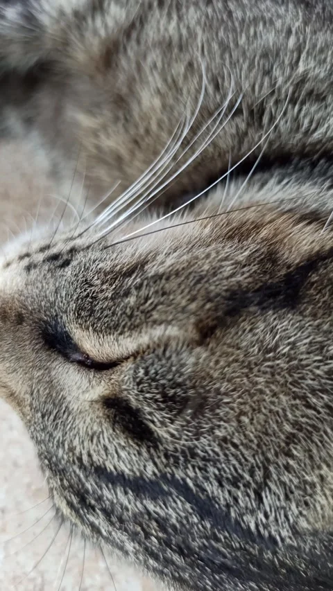 Cute cat Video stock 255169234