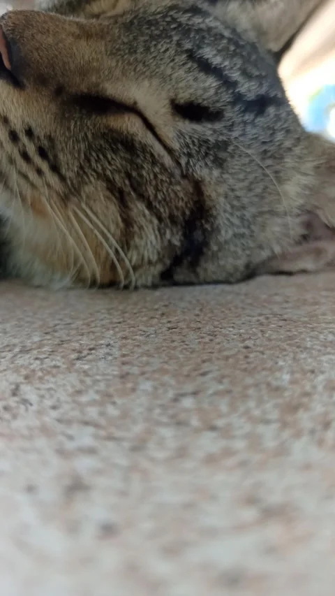 Cute cat Stock Footage 255169240