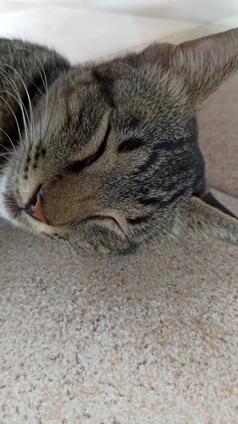 Cute cat Video stock 255169296