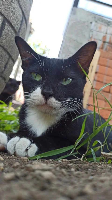 Cute cat Video stock 255169365