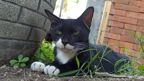 Cute cat Video stock 255169476