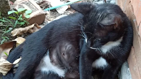 Cute cat Stock Footage 255169479