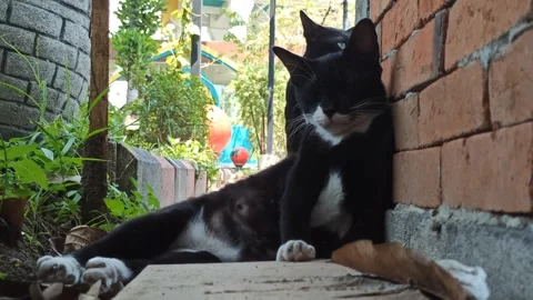 Cute cat Stock Footage 255169581