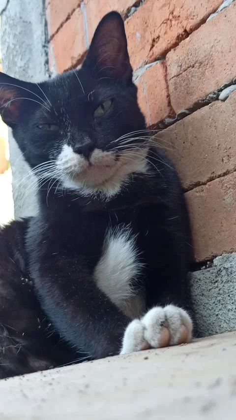 Cute cat Video stock 255169595