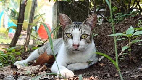 Cute cat Stock-Footage 256671386
