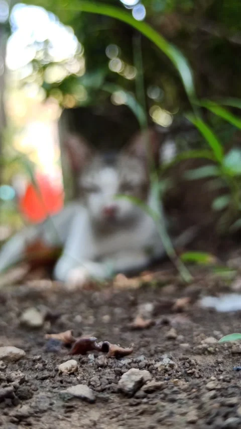 Cute cat Stock-Footage 256671432