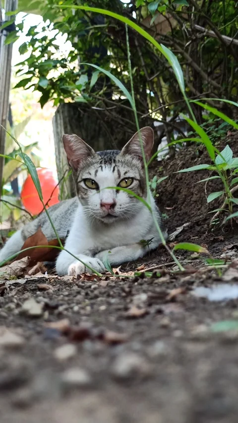 Cute cat Video stock 256671435