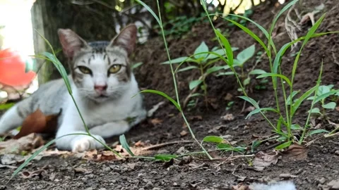 Cute cat Video stock 256671467