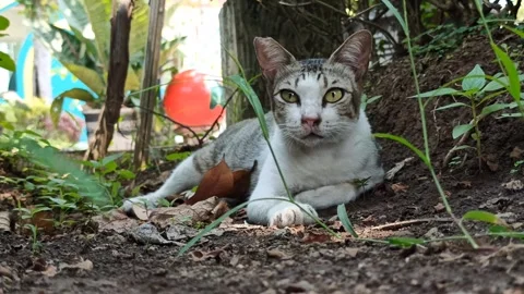 Cute cat Stock-Footage 256671483