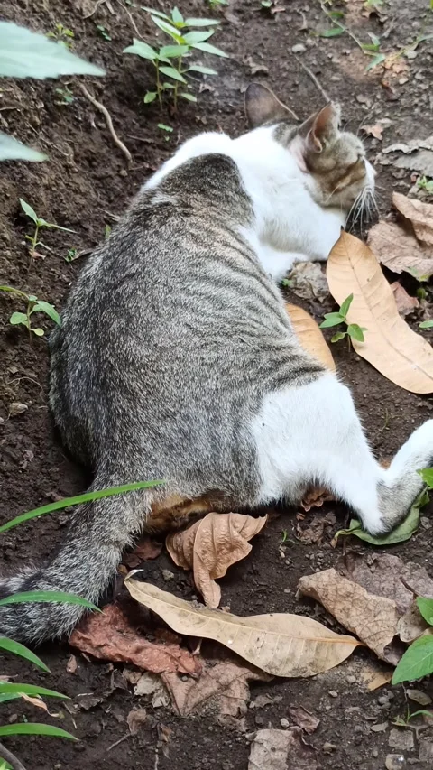 Cute cat Stock Footage 256671531