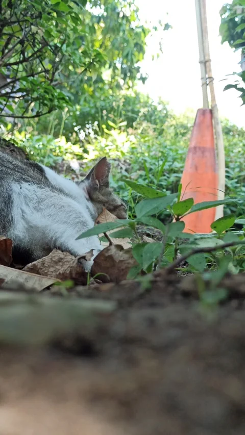 Cute cat Stock-Footage 256671539
