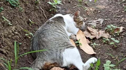 Cute cat Video stock 256671573