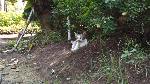 Cute cat Video stock 256671640