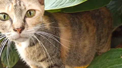 Cute cat Video stock 256672458