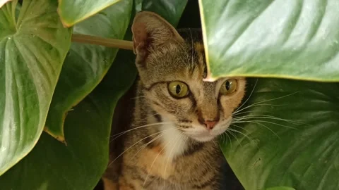 Cute cat Stock Footage 256672477