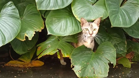 Cute cat Stock Footage 256672534