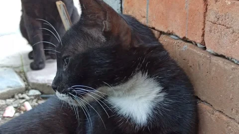 Cute cat Video stock 256680572