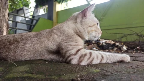 Cute cat Stock Footage 261058533