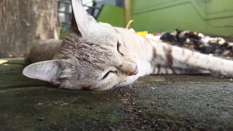 Cute cat Stock Footage 261058558