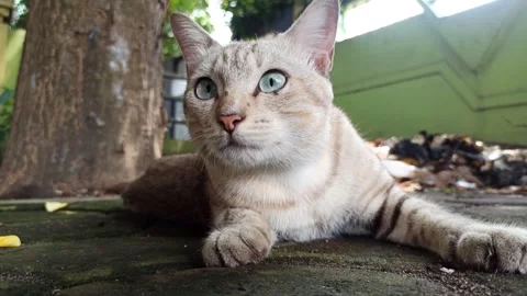 Cute cat Stock-Footage 261058600