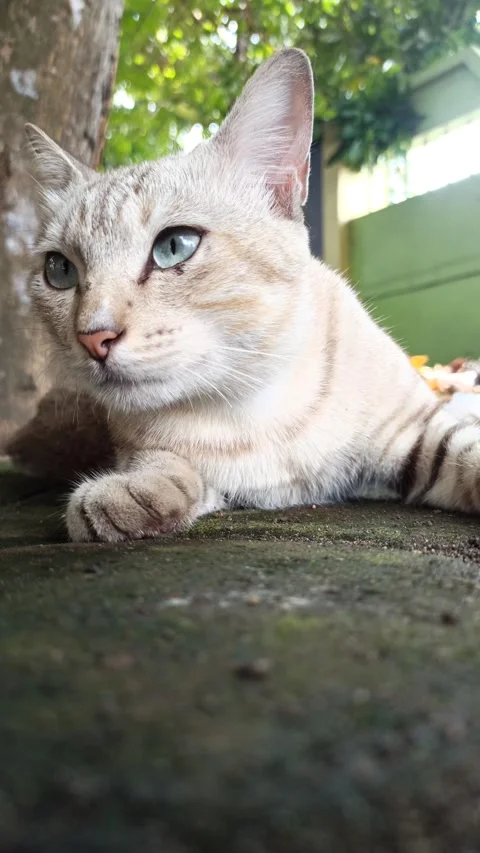 Cute cat Stock Footage 261058643