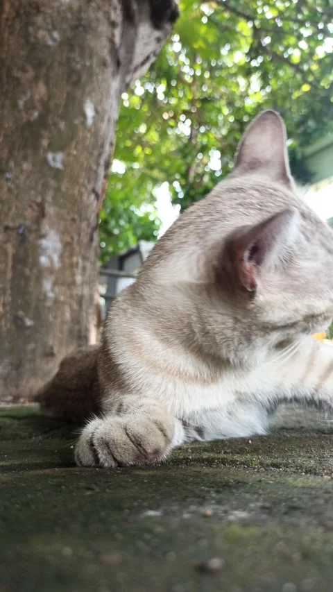 Cute cat Stock Footage 261058690